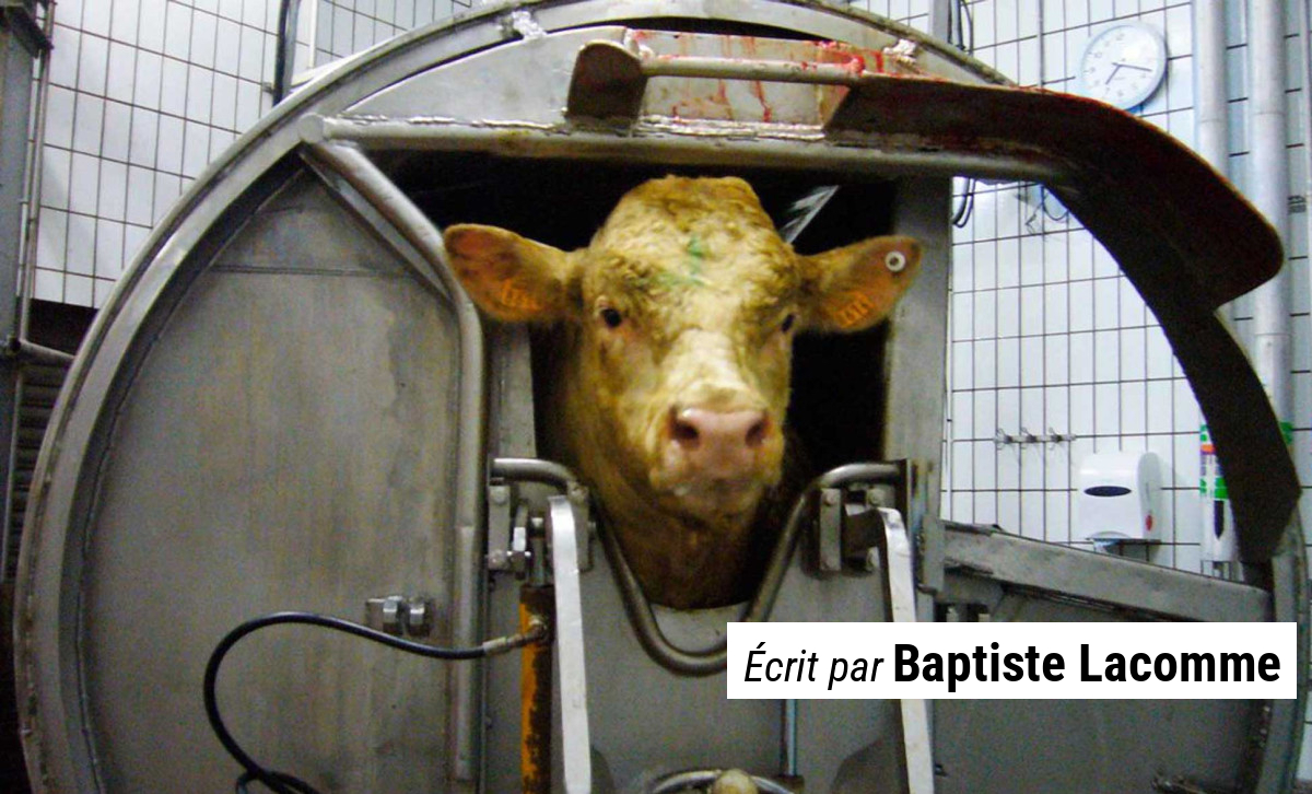 L'abattage des bovins décidé par l'État en Ariège suscite une vive opposition parmi les agriculteurs locaux L'abattage des bovins décidé par l'État en Ariège suscite une vive opposition parmi les agriculteurs locaux | Urgent Story