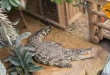 Photo of Cambridgeshire: A man has been arrested after a three year old boy was injured by a crocodile