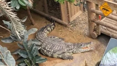 Photo of Cambridgeshire: A man has been arrested after a three year old boy was injured by a crocodile