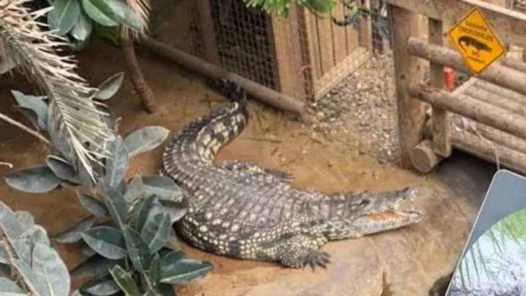 Cambridgeshire: A man has been arrested after a three year old boy was injured by a crocodile Cambridgeshire: A man has been arrested after a three year old boy was injured by a crocodile | Urgent Story